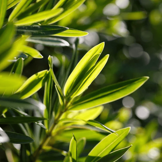 The Timeless Benefits of Tea Tree Oil in Skincare - FABLERUNE