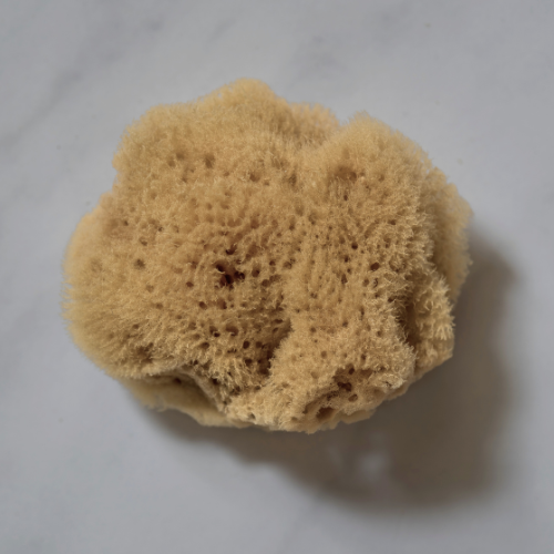 FABLERUNE Sea Sponge