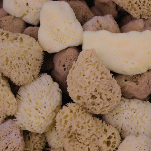 FABLERUNE Sea Sponge - Thumbnail 4