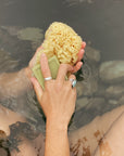 NATURAL SEA SPONGE